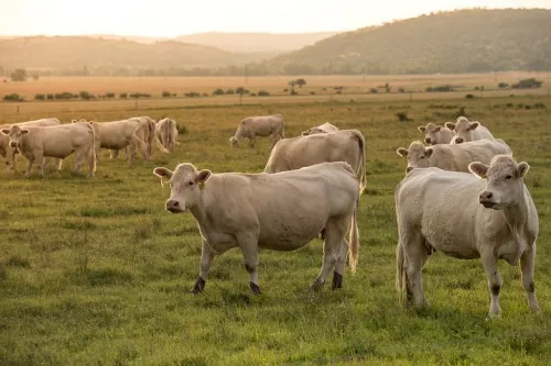 В Курской области за 2021 год стадо крупного рогатого скота выросло на 6 тысяч голов