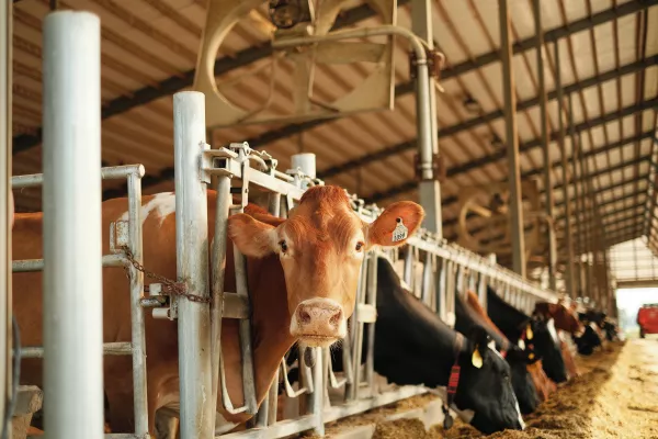 Курская область в I квартале увеличила производство мяса на 4,9%, молока - на 14,6%